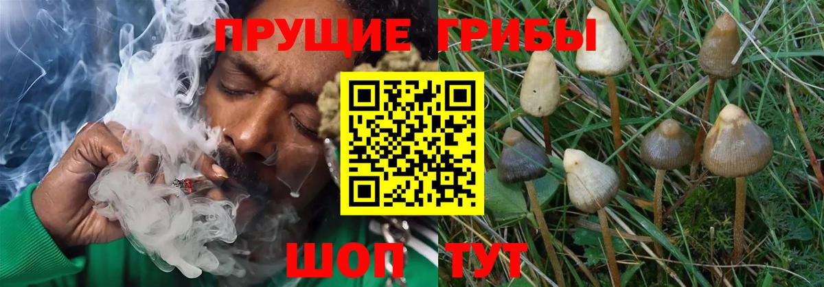 Псилоцибиновые грибы Psilocybe  где купить наркотик  Жигулёвск  Псилоцибиновые грибы ЛСД  Вход с VPN 